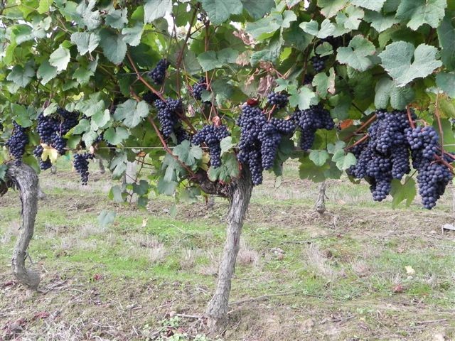 Vigne grabiéou