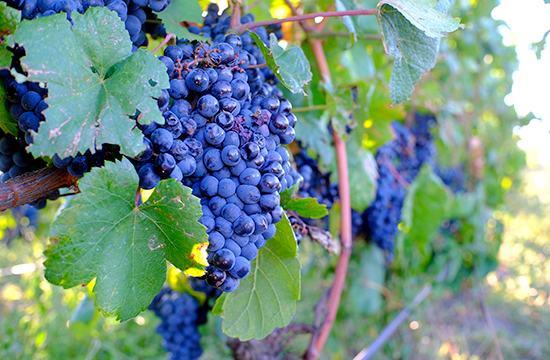 cépage tannat Madiran