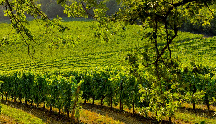 vigneron à Madiran